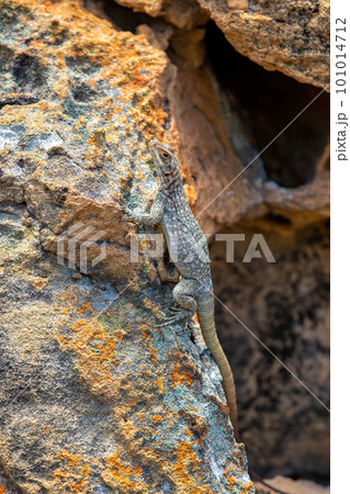Dumeril's Madagascar Swift, Oplurus quadrimaculatus, Isalo National Park. Madagascar wildlife 101014712
