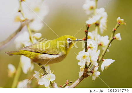 梅の花の蜜を吸うメジロ 101014770