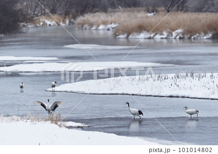 冬の川辺に降り立つタンチョウ（北海道・鶴居） 101014802