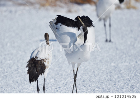 鳴いた後にポーズを決めるタンチョウ（北海道） 101014808