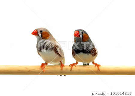 寄り添う小鳥 キンカチョウ 白バック 寄り添う小鳥 キンカチョウ 白バック 101014819