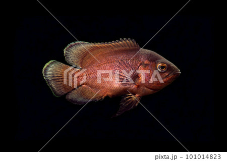 アストロノータス  レッド・オスカー　幼魚　黒バック 101014823