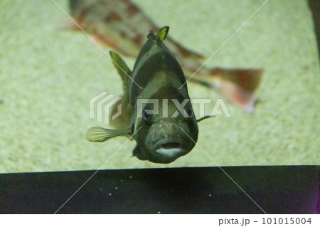 可愛い顔の魚 101015004