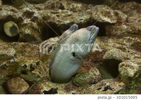 穴から顔を出すウツボ 101015005