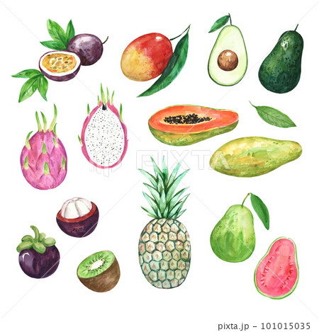 Big collection of watercolor tropical fruits. Hand drawn illustration for prints and design 101015035