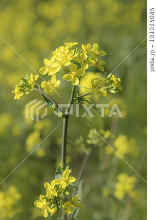 春満載　菜の花 101015085
