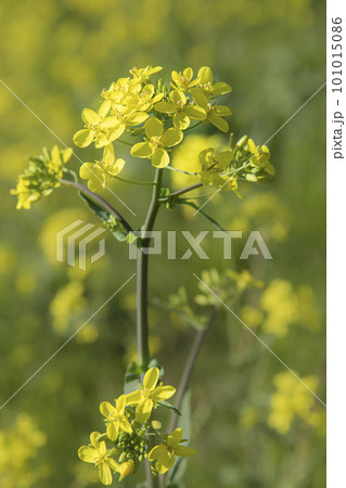 春満載 菜の花 春満載 菜の花 101015086