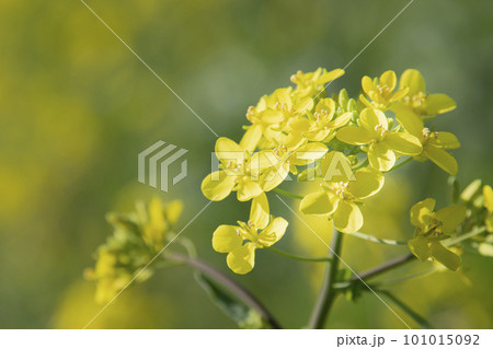 春満載　菜の花 101015092