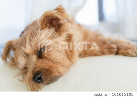 ソファの上で眠るノーフォークテリア 101015106