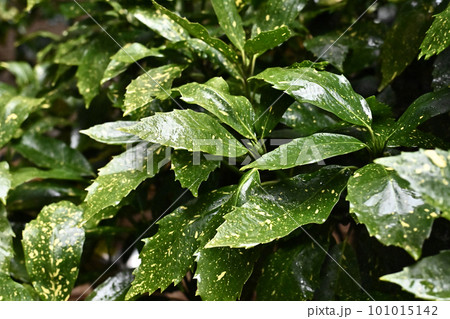 雨に濡れた葉(aucuba japonica/フイリアオキ水滴付) 雨に濡れた葉(aucuba japonica/フイリアオキ水滴付) 101015142
