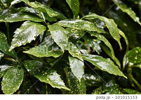 雨に濡れた葉(aucuba japonica/フイリアオキ水滴付) 雨に濡れた葉(aucuba japonica/フイリアオキ水滴付) 101015153