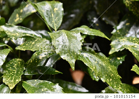 雨に濡れた葉(aucuba japonica/フイリアオキ水滴付) 雨に濡れた葉(aucuba japonica/フイリアオキ水滴付) 101015154