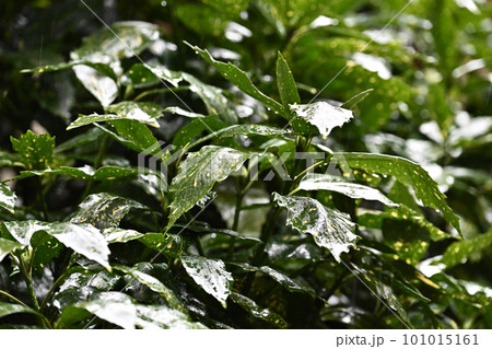 雨に濡れた葉(aucuba japonica/フイリアオキ水滴付) 雨に濡れた葉(aucuba japonica/フイリアオキ水滴付) 101015161