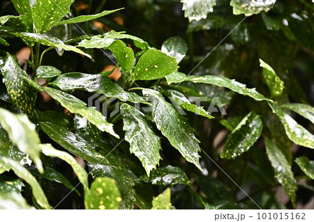 雨に濡れた葉(aucuba japonica/フイリアオキ水滴付) 雨に濡れた葉(aucuba japonica/フイリアオキ水滴付) 101015162