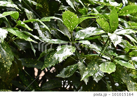 雨に濡れた葉(aucuba japonica/フイリアオキ水滴付) 雨に濡れた葉(aucuba japonica/フイリアオキ水滴付) 101015164