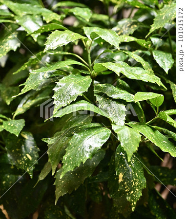 雨に濡れた葉(aucuba japonica/フイリアオキ水滴付) 雨に濡れた葉(aucuba japonica/フイリアオキ水滴付) 101015172