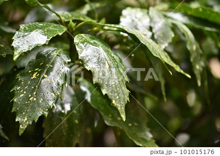 雨に濡れた葉(aucuba japonica/フイリアオキ水滴付) 雨に濡れた葉(aucuba japonica/フイリアオキ水滴付) 101015176