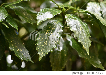 雨に濡れた葉(aucuba japonica/フイリアオキ水滴付) 雨に濡れた葉(aucuba japonica/フイリアオキ水滴付) 101015177