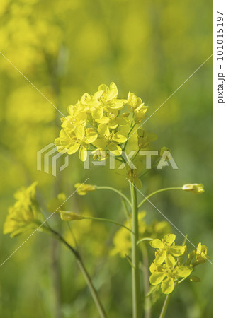 春満載　菜の花 101015197