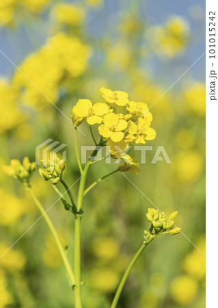 春満載 菜の花 春満載 菜の花 101015242