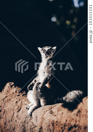 Ring-tailed lemur sitting on the sun on Madagascar 101015331