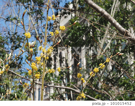 サンシュユの花 101015452