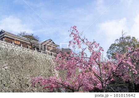 100名城 松山城石垣と桜 愛媛県 100名城 松山城石垣と桜 愛媛県 101015642