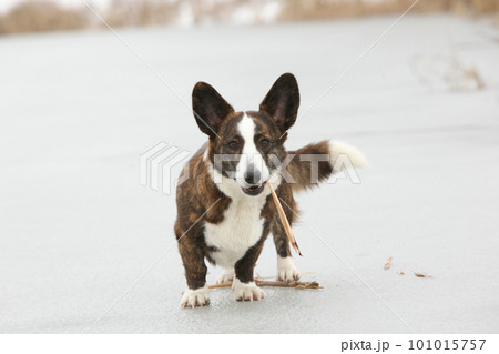 Amazing welsh corgi cardigan on frozen lake 101015757
