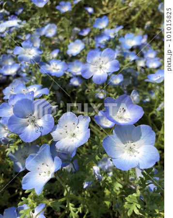 ネモフィラ 101015825