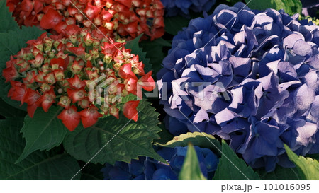 カラフルな紫陽花 101016095