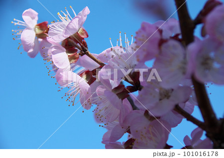 アンズの花 101016178