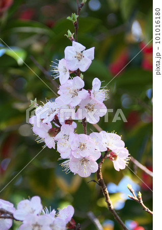 アンズの花 アンズの花 101016180