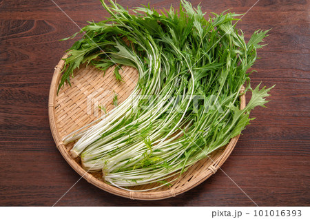 緑黄色野菜の水菜 緑黄色野菜の水菜 101016393