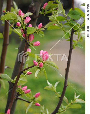 咲き始めた花梨の花 101016496