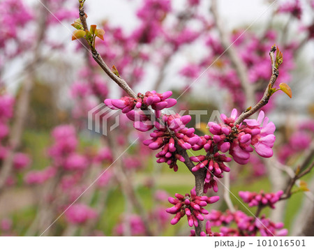 ハナズオウ ハナズオウ 101016501