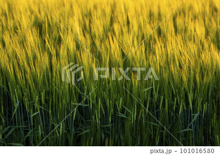 Green barley on a agricultural field. Green unripe cereals. The concept of agriculture, healthy eating, organic food. Green barley on a agricultural field. Green unripe cereals. The concept of agriculture, healthy eating, organic food. 101016580