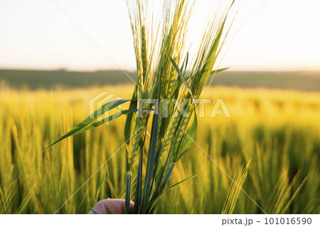 Green barley on a agricultural field. Green unripe cereals. The concept of agriculture, healthy eating, organic food. Green barley on a agricultural field. Green unripe cereals. The concept of agriculture, healthy eating, organic food. 101016590