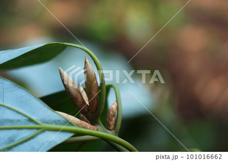 シロダモの新芽 101016662
