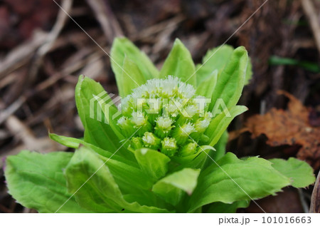 フキノトウの雌花 101016663
