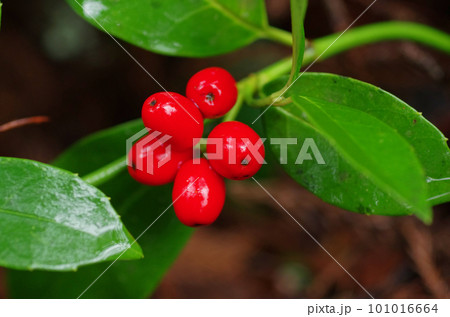 赤いアオキの実 101016664
