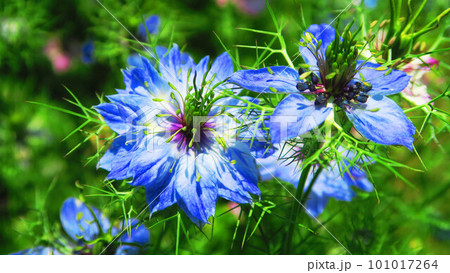 ニゲラの花のある風景 101017264