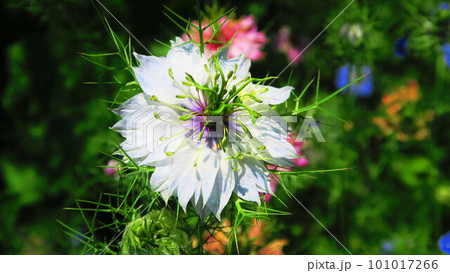 ニゲラの花のある風景 101017266