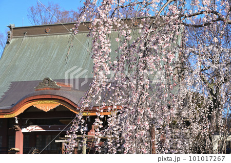 満開のしだれ桜 101017267