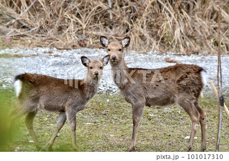 哺乳類　鹿　ホンシュウジカ 101017310