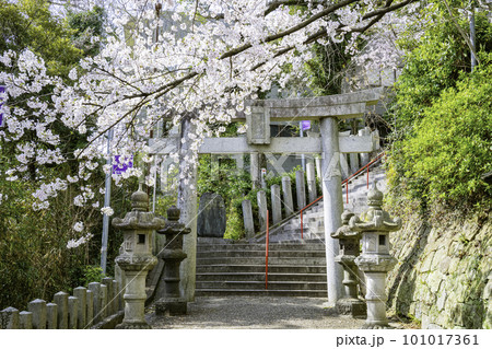 境内に咲き誇る満開の桜が美しい愛宕神社（福岡県福岡市） 101017361
