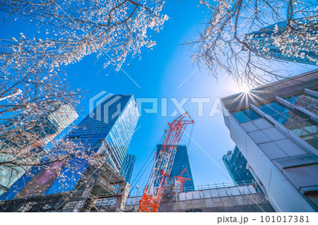 日本の東京都市景観 青空に映えるしだれ桜(ハチ公生誕)と渋谷駅前の摩天楼、大型クレーン=3月19日 日本の東京都市景観 青空に映えるしだれ桜(ハチ公生誕)と渋谷駅前の摩天楼、大型クレーン=3月19日 101017381