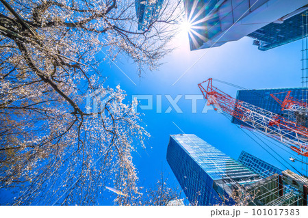 日本の東京都市景観 青空に映えるしだれ桜(ハチ公生誕)と渋谷駅前の摩天楼、大型クレーン=3月19日 日本の東京都市景観 青空に映えるしだれ桜(ハチ公生誕)と渋谷駅前の摩天楼、大型クレーン=3月19日 101017383