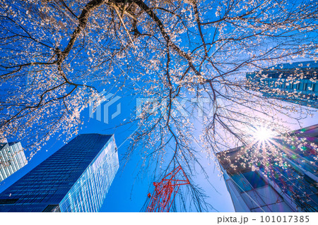 日本の東京都市景観 青空に映えるしだれ桜(ハチ公生誕)と渋谷駅前の摩天楼、大型クレーン=3月19日 日本の東京都市景観 青空に映えるしだれ桜(ハチ公生誕)と渋谷駅前の摩天楼、大型クレーン=3月19日 101017385