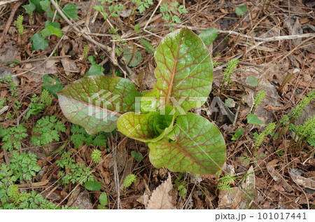 ウバユリの新芽 ウバユリの新芽 101017441