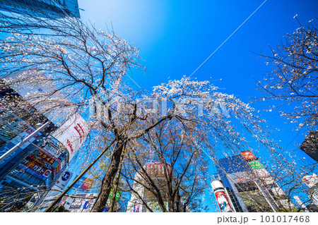 日本の東京都市景観 青空に映えるしだれ桜(ハチ公生誕)と渋谷駅前の渋谷Qフロントなど=3月19日 日本の東京都市景観 青空に映えるしだれ桜(ハチ公生誕)と渋谷駅前の渋谷Qフロントなど=3月19日 101017468